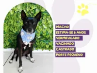 Cachorro raça SRD-ViraLata idade 6 ou mais anos nome Robert