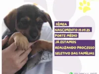Cachorro raça SRD-ViraLata idade 2 a 6 meses nome Amely