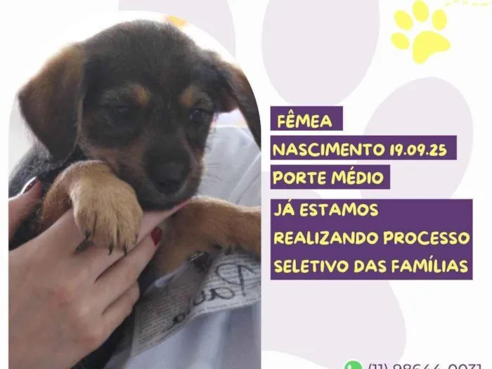 Cachorro raça SRD-ViraLata idade 2 a 6 meses nome Amely
