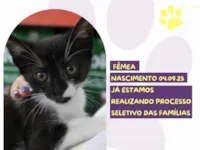 Gato raça SRD-ViraLata idade 2 a 6 meses nome Lorena