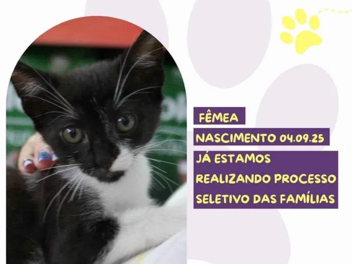 Gato raça SRD-ViraLata idade 2 a 6 meses nome Lorena
