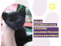 Gato raça SRD-ViraLata idade 2 a 6 meses nome Levi