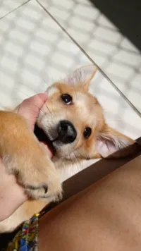 Cachorro ra a SRD-ViraLata idade 2 a 6 meses nome Sem nome