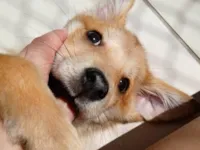 Cachorro ra a SRD-ViraLata idade 2 a 6 meses nome Sem nome