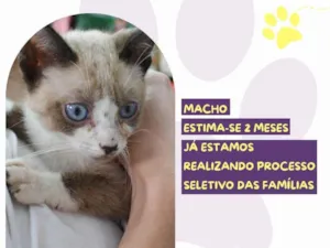Gato raça SRD-ViraLata idade 2 a 6 meses nome Jared