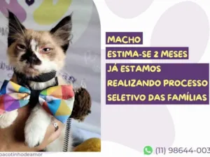Gato raça SRD-ViraLata idade 2 a 6 meses nome Zeke