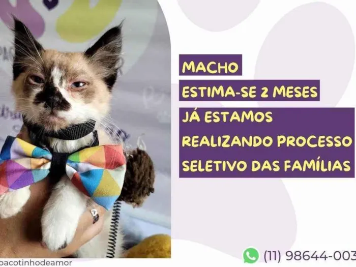 Gato raça SRD-ViraLata idade 2 a 6 meses nome Zeke