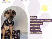 Cachorro raça SRD-ViraLata idade 2 anos nome Lara