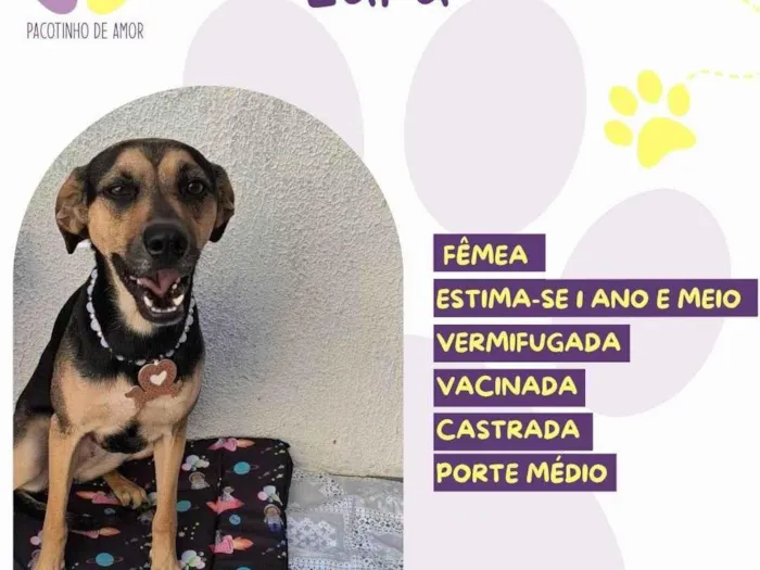 Cachorro raça SRD-ViraLata idade 2 anos nome Lara