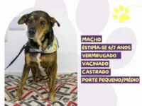 Cachorro raça SRD-ViraLata idade 6 ou mais anos nome Choco