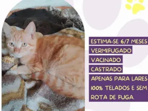 Gato raça SRD-ViraLata idade 7 a 11 meses nome Nino 