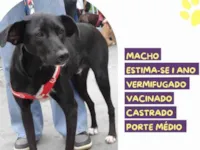 Cachorro raça SRD-ViraLata idade 1 ano nome Lupi