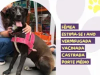 Cachorro raça SRD-ViraLata idade 1 ano nome Amora
