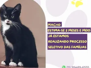 Gato raça SRD-ViraLata idade 2 a 6 meses nome Jack