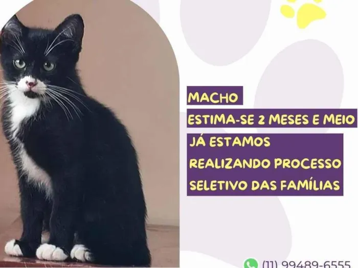 Gato raça SRD-ViraLata idade 2 a 6 meses nome Jack