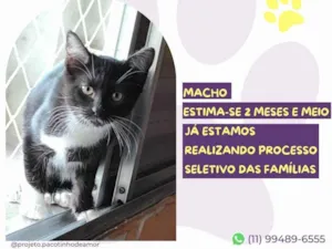 Gato raça SRD-ViraLata idade 2 a 6 meses nome Bojack