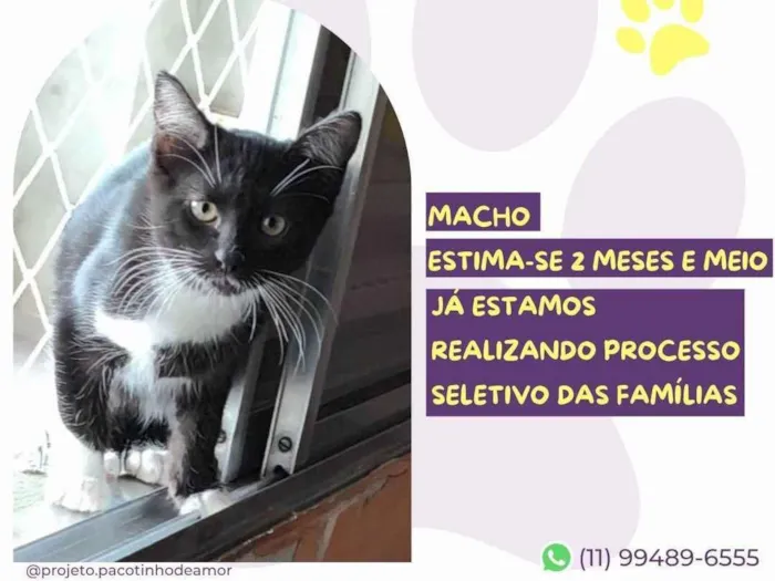 Gato raça SRD-ViraLata idade 2 a 6 meses nome Bojack