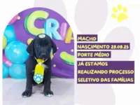 Cachorro raça SRD-ViraLata idade 2 a 6 meses nome Hermes