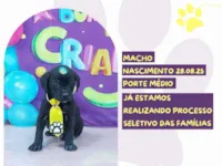 Cachorro raça SRD-ViraLata idade 2 a 6 meses nome Ares