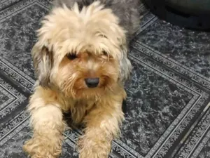 Cachorro raça Poodle idade 4 anos nome Bella 