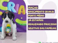 Cachorro raça SRD-ViraLata idade 2 a 6 meses nome Eros