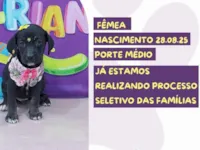 Cachorro raça SRD-ViraLata idade 2 a 6 meses nome Selene