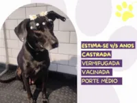 Cachorro raça SRD-ViraLata idade 5 anos nome Tatiane