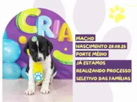 Cachorro raça SRD-ViraLata idade 2 a 6 meses nome Hélio