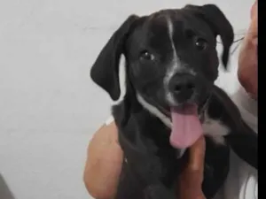 Cachorro raça Basset-Cofap idade 2 a 6 meses nome Lili