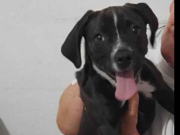 Cachorro ra a Basset-Cofap idade 2 a 6 meses nome Lili