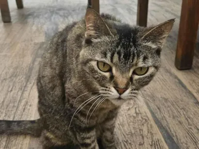 Gato raça SRD-ViraLata idade 6 ou mais anos nome Jujuba 