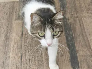 Gato raça SRD-ViraLata idade 6 ou mais anos nome Pipoca