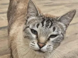 Gato raça SRD-ViraLata idade 6 ou mais anos nome Mingau 