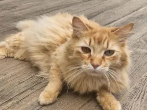 Gato raça SRD-ViraLata idade 6 ou mais anos nome Quindim