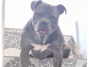 Cachorro raça Pit-Bull idade 7 a 11 meses nome Apolo 