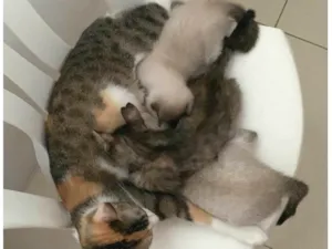 Gato ra a SRD-ViraLata idade 2 a 6 meses nome Sem nome 