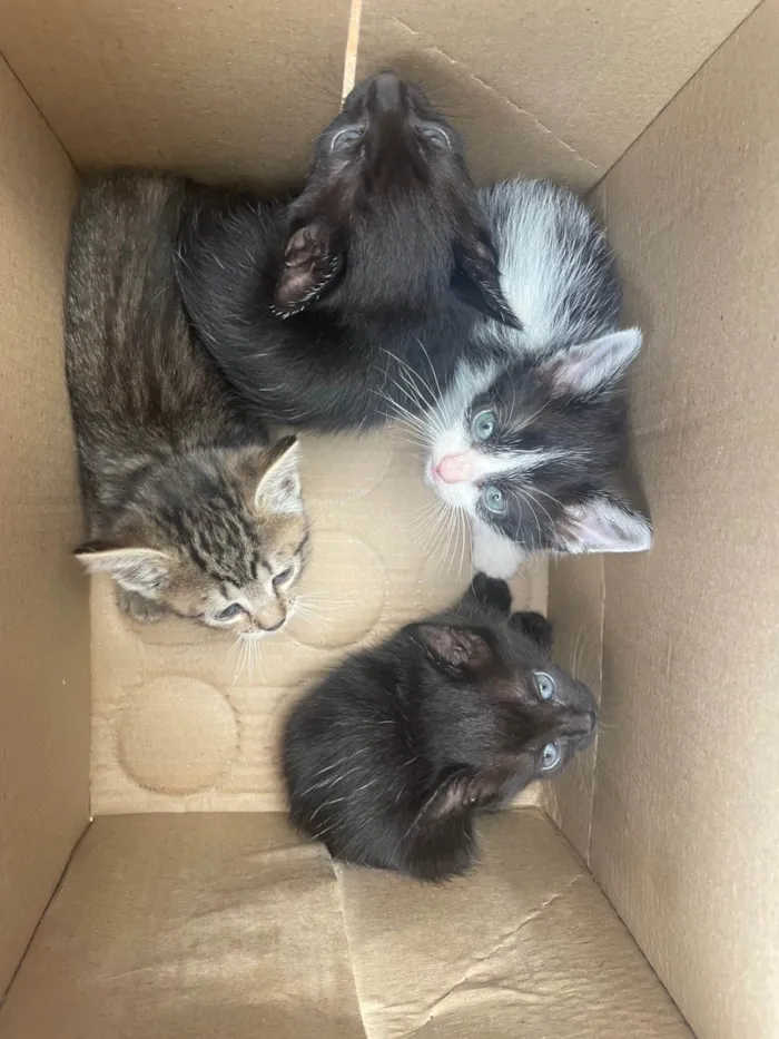 Gato ra a SRD-ViraLata idade Abaixo de 2 meses nome Não tem 