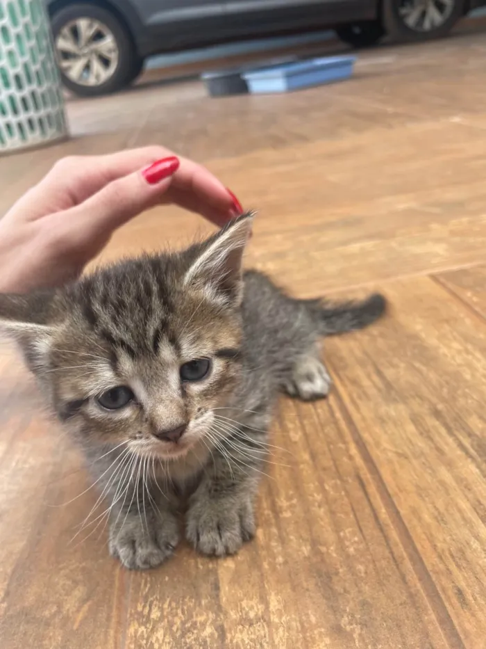 Gato ra a SRD-ViraLata idade Abaixo de 2 meses nome Não tem 