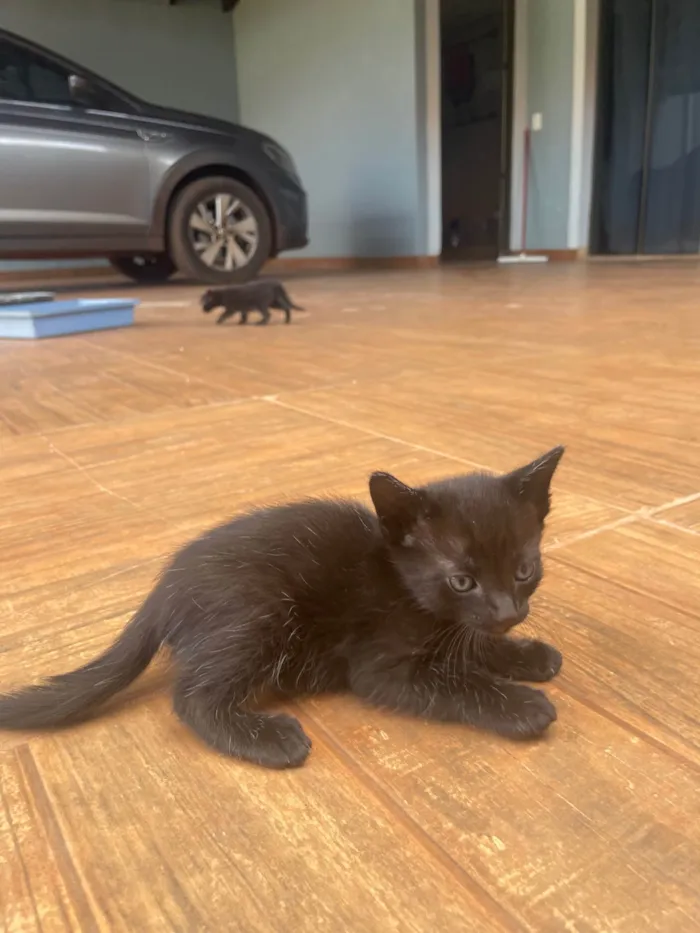 Gato ra a SRD-ViraLata idade Abaixo de 2 meses nome Não tem 