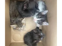 Gato ra a SRD-ViraLata idade Abaixo de 2 meses nome Não tem 