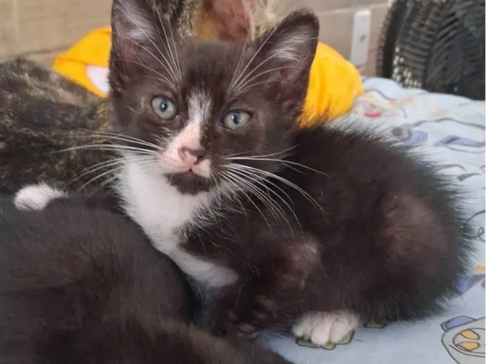 Gato ra a SRD-ViraLata idade 2 a 6 meses nome gatos pretos e brancos