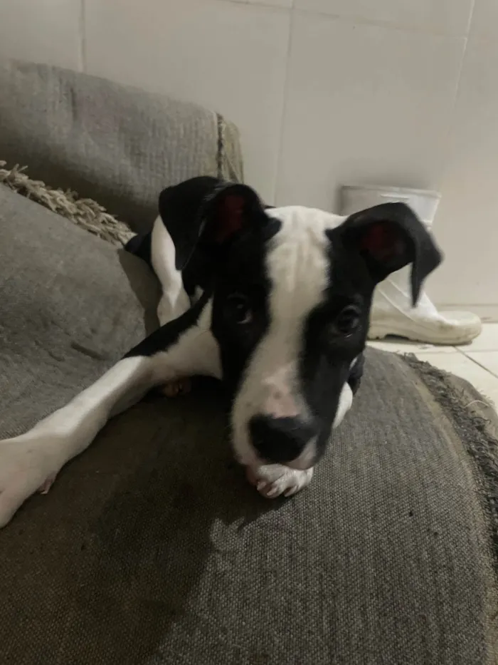Cachorro raça Pit-Bull idade 2 a 6 meses nome Estrela 