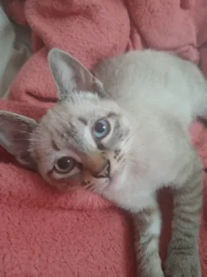 Gato raça Siamês idade 2 a 6 meses nome Não tem nome 