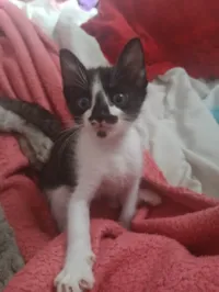 Gato raça Siamês idade 2 a 6 meses nome Não tem nome 