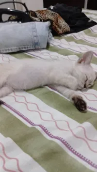 Gato ra a Siamês idade 2 a 6 meses nome Lola