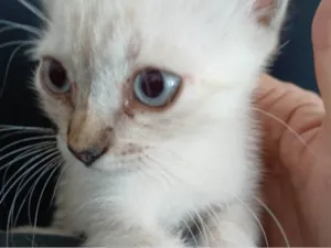 Gato raça Siamês idade 2 a 6 meses nome Lola