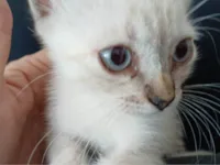 Gato ra a Siamês idade 2 a 6 meses nome Lola