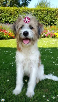 Cachorro ra a SRD-ViraLata idade 1 ano nome Marissol 