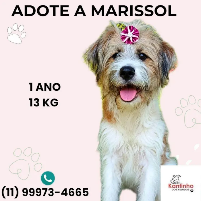 Cachorro ra a SRD-ViraLata idade 1 ano nome Marissol 