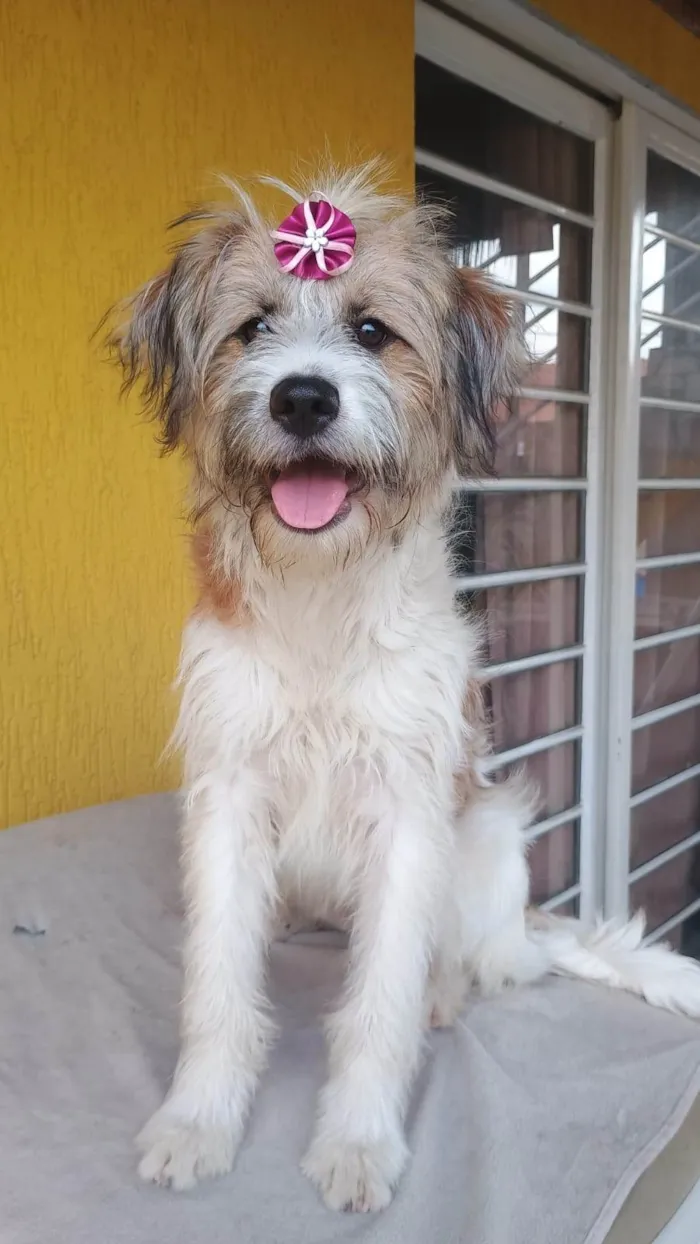 Cachorro ra a SRD-ViraLata idade 1 ano nome Marissol 